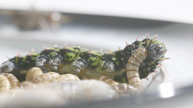 Edible Insects - Kuvat elokuvasta