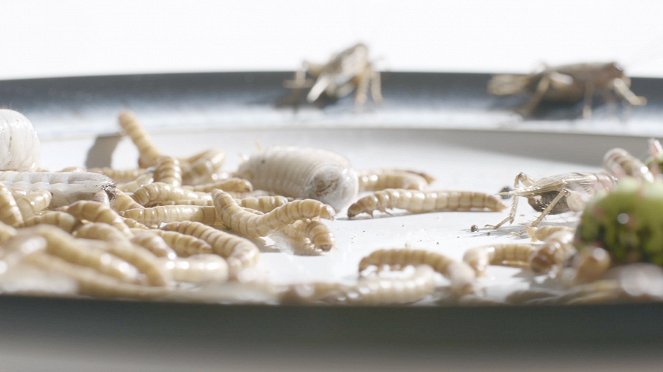Edible Insects - Photos