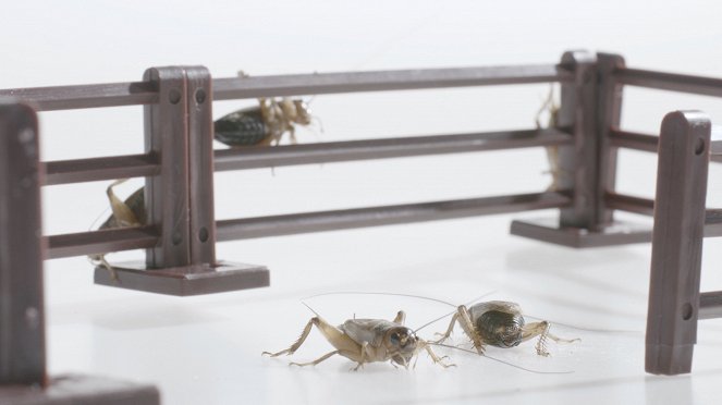Edible Insects - De la película