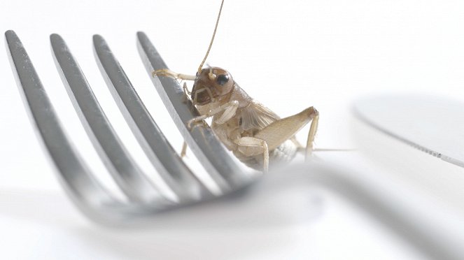 Edible Insects - Filmfotos