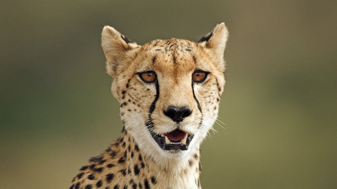 Serengeti - Season 2 - Change - Kuvat elokuvasta