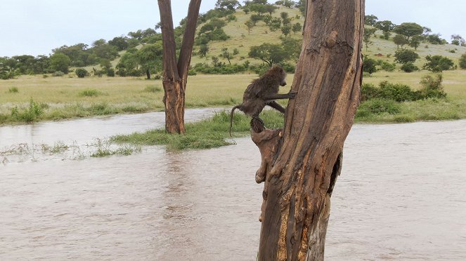 Serengeti - Change - Kuvat elokuvasta