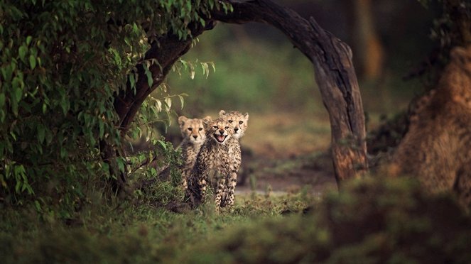 Élet a Serengeti Nemzeti Parkban - Change - Filmfotók