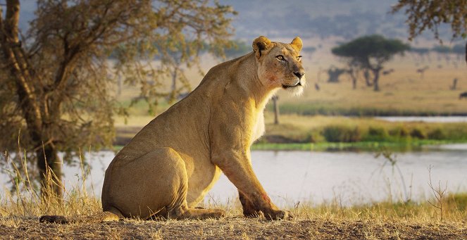 Serengeti - Change - Z filmu