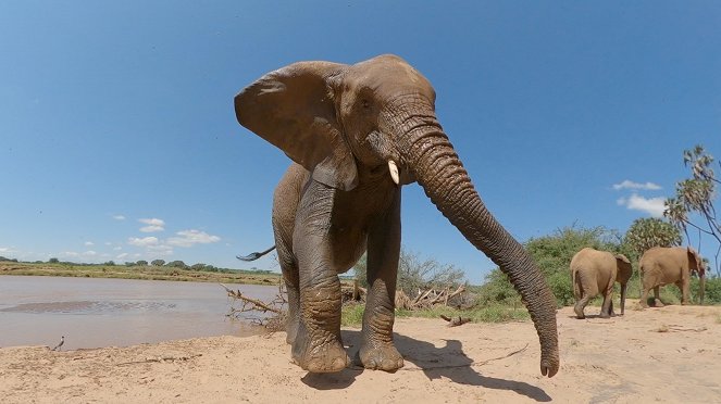 Serengeti - Season 2 - Change - Do filme