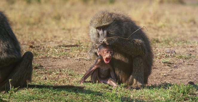 Serengeti - Renewal - De la película