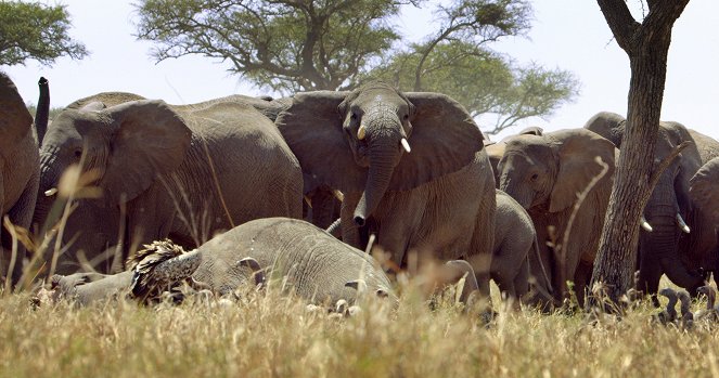 Élet a Serengeti Nemzeti Parkban - Filmfotók