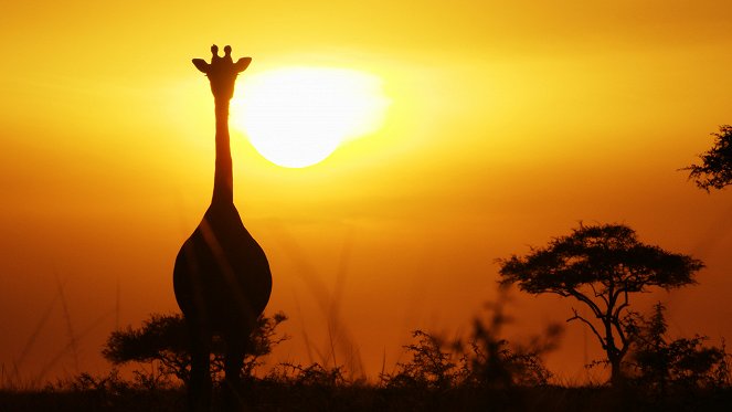 Serengeti - Renewal - De la película