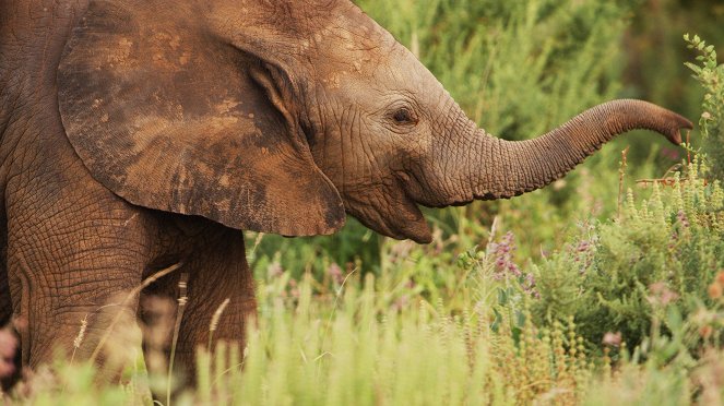Serengeti - Renewal - Kuvat elokuvasta