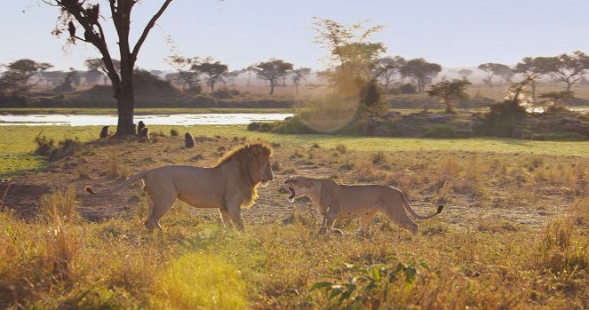 Serengeti - Renewal - Van film