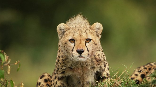 Serengeti - Leadership - Photos