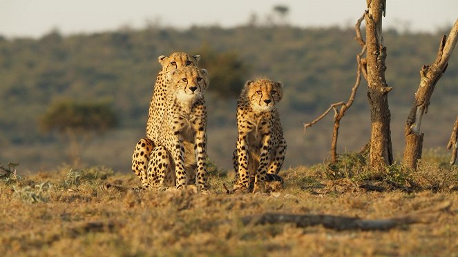 Serengeti - Leadership - Do filme