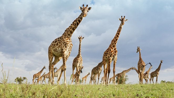 Serengeti - Leadership - Photos