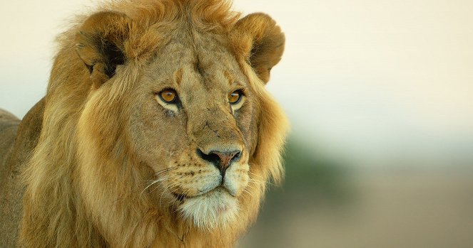 Serengeti - Leadership - De la película