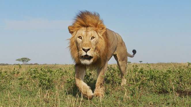 Serengeti - Vůdcovství - Z filmu