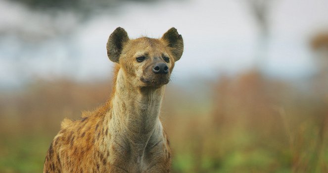 Serengeti - Season 2 - Leadership - Van film