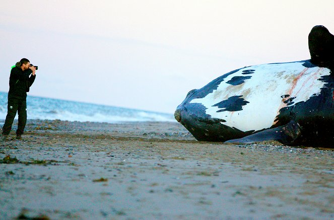 Die letzten ihrer Art - Nordatlantische Glattwale - Filmfotos