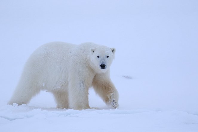 A Year on Planet Earth - Winter - Photos