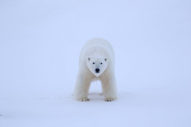 A Year on Planet Earth - Winter - Photos