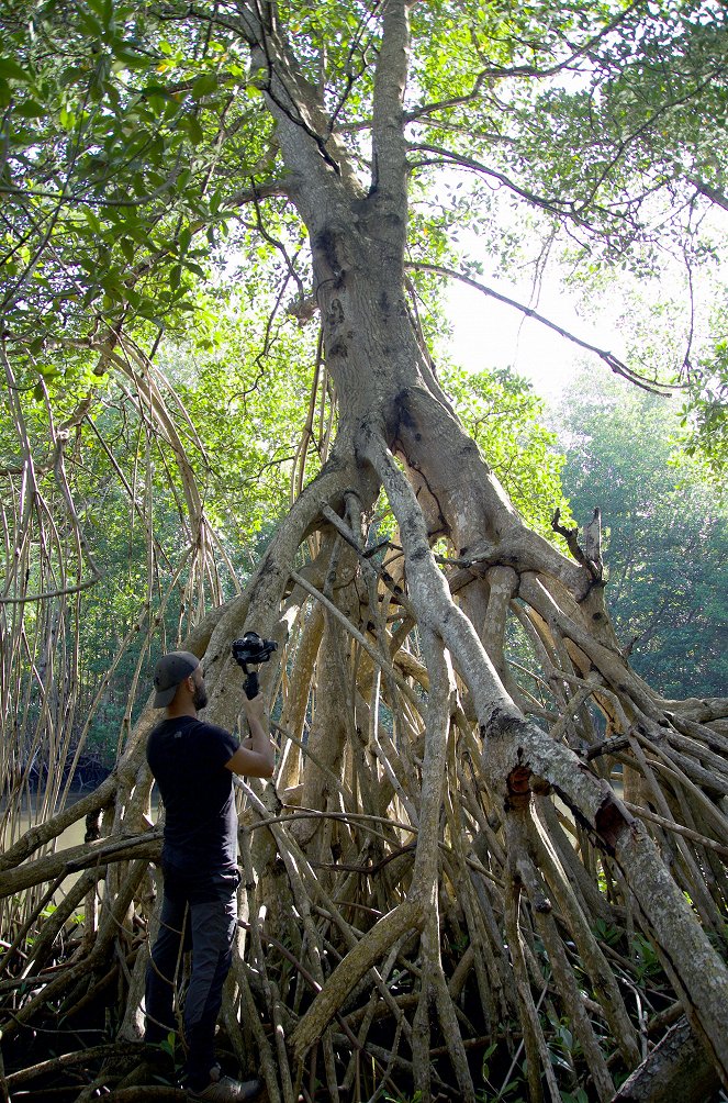 Wüste Wurzeln, starke Stämme - Magische Mangrove - Filmfotos