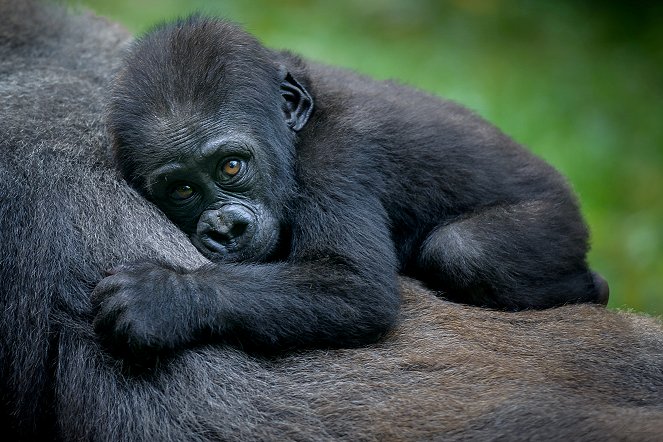 Amazing Animal Families - Kuvat elokuvasta