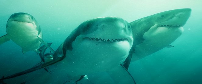 Shark Waters - Filmfotók