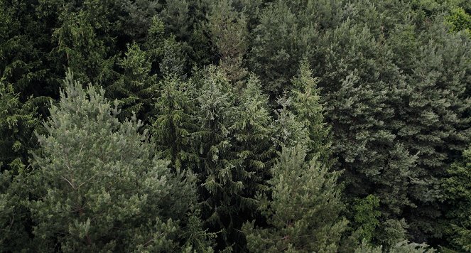 Saját erdő - Filmfotos