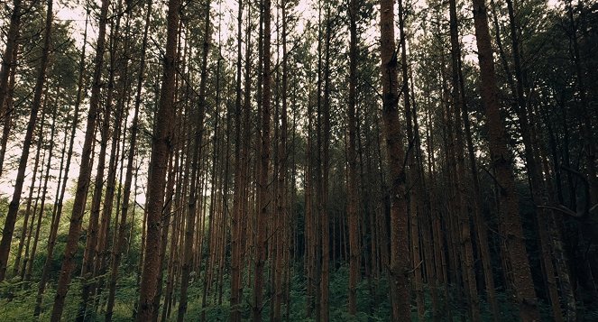 Saját erdő - Filmfotók