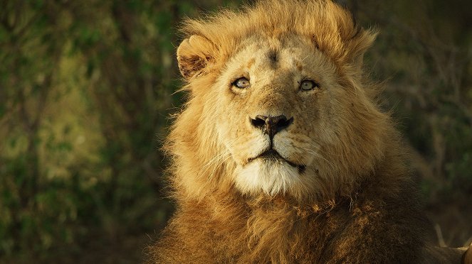 Serengeti - Power - Kuvat elokuvasta