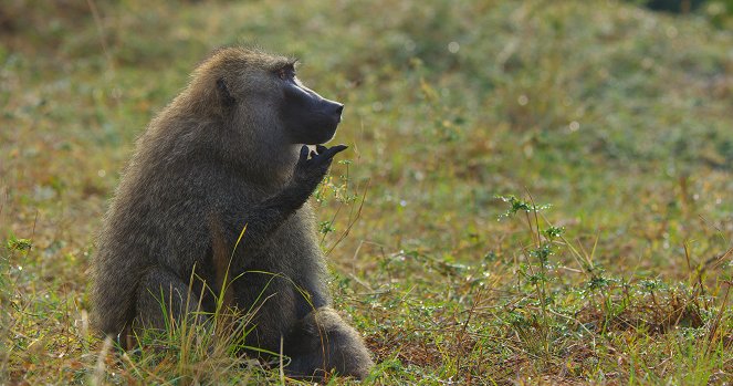 Élet a Serengeti Nemzeti Parkban - Power - Filmfotók