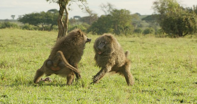 Serengeti - Power - Kuvat elokuvasta