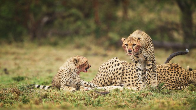 Serengeti - Power - Photos