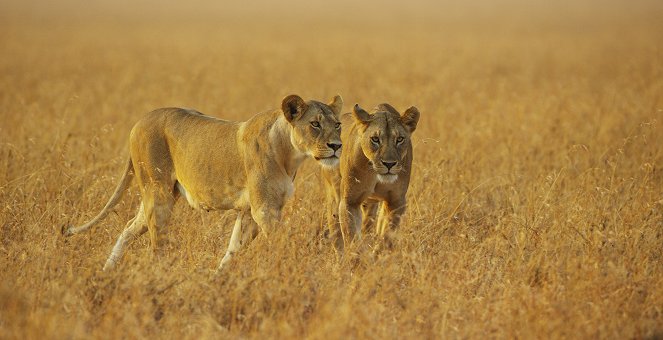 Serengeti - Power - De la película
