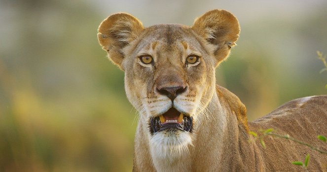Serengeti - Season 2 - Power - Photos