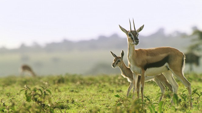 Élet a Serengeti Nemzeti Parkban - Season 2 - Power - Filmfotók