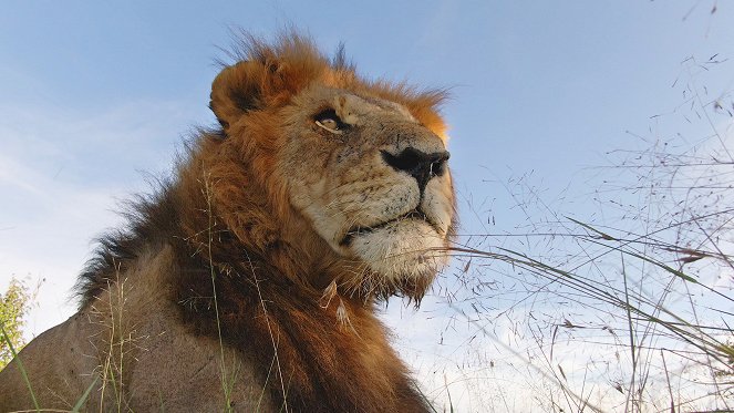 Élet a Serengeti Nemzeti Parkban - Reckoning - Filmfotók