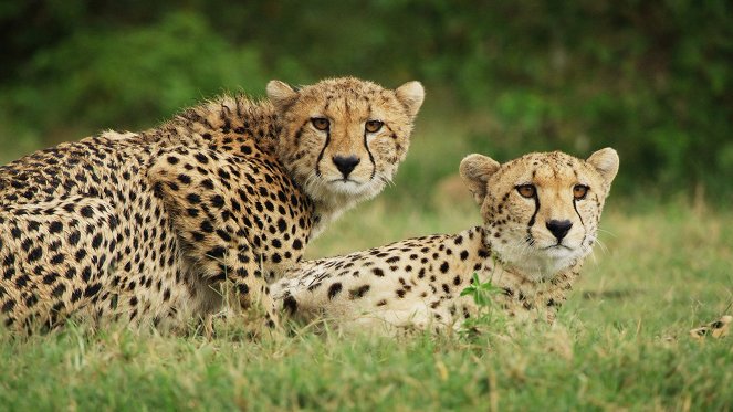 Serengeti - Reckoning - Photos