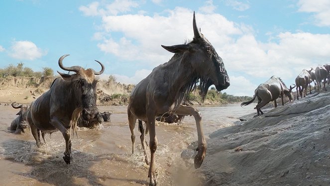 Serengeti - Reckoning - De la película