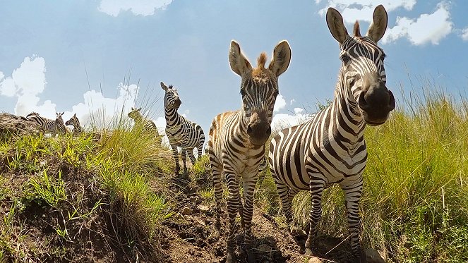 Serengeti - Season 2 - Reckoning - Kuvat elokuvasta