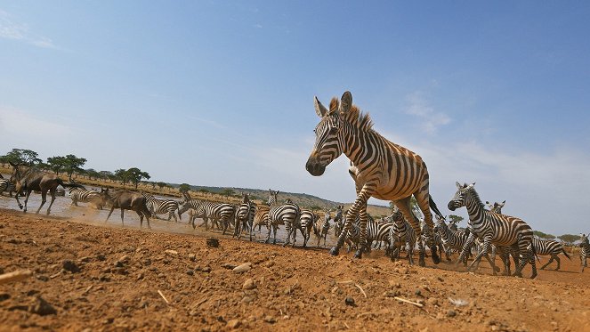 Élet a Serengeti Nemzeti Parkban - Filmfotók