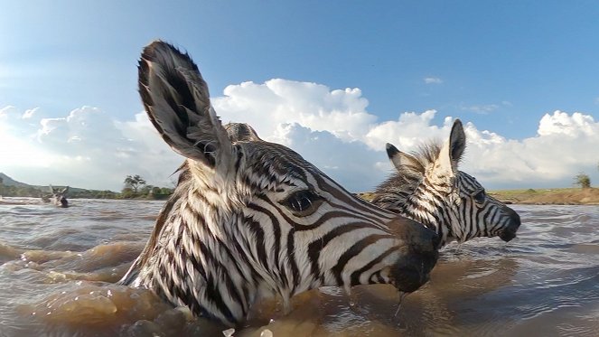 Serengeti - Reckoning - Z filmu