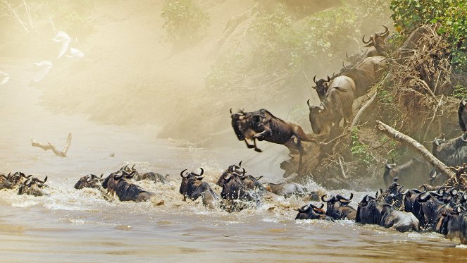 Serengeti - Z filmu
