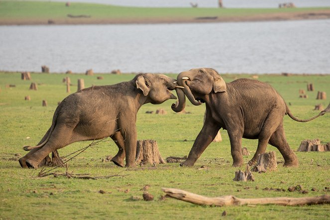Die geheimnisvolle Welt der Elefanten - Filmfotos