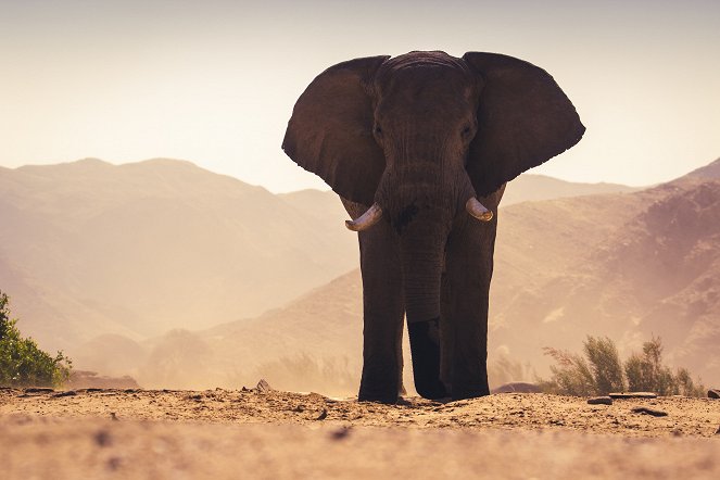 Secrets of the Elephants - Do filme