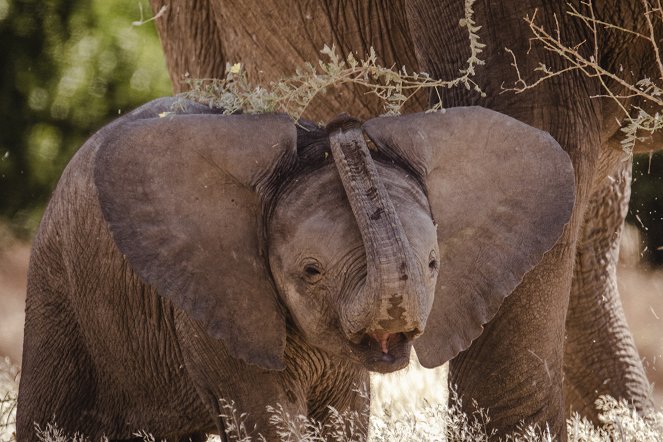 Secrets of the Elephants - Photos