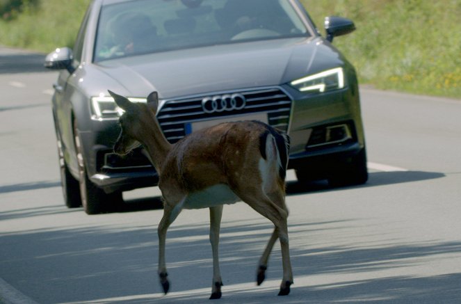 Attention ! Passage d'animaux : Quand la faune croise nos routes - Film