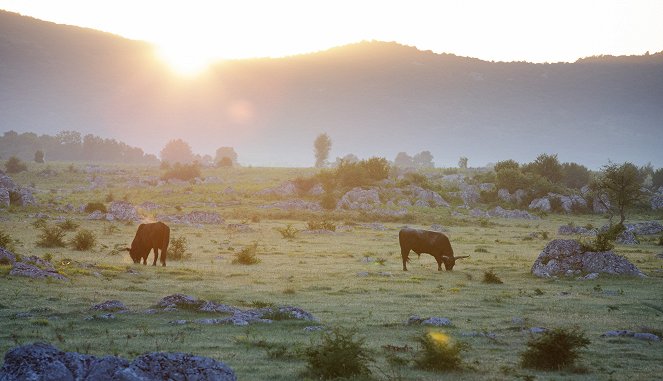 Universum: König der Wildnis - Das Tauros Projekt - Kuvat elokuvasta