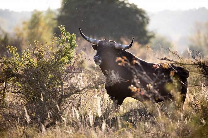 Universum: König der Wildnis - Das Tauros Projekt - Van film