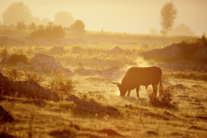 Universum: König der Wildnis - Das Tauros Projekt - Film