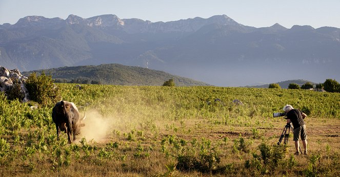 Universum: König der Wildnis - Das Tauros Projekt - Filmfotos